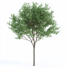 Obraz premium A lush green deciduous tree with a full canopy, showcasing vibrant leaves against a bright background.