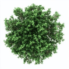 A vibrant green tree viewed from above, showcasing lush leaves and a rounded canopy.