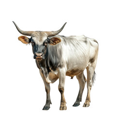 Naklejka premium a standing cow with long horns and a sleek coat. showcasing its natural features against a white background the animal's form and characteristics. suitable for educational or illustrative purposes