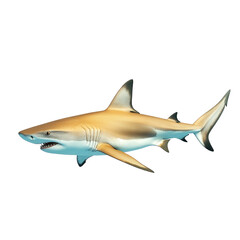 Obraz premium a realistic and detailed illustration of a shark. showcasing its streamlined body and distinctive features. emphasizing its role as a powerful marine predator educational or decorative purposes. highl