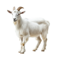 Fototapeta premium white goat with long. curved horns and a fluffy coat. standing in a neutral background its calm demeanor and distinctive appearance highlight the beauty of this domesticated animal. often associated w