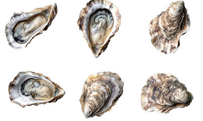 collection of six oysters displayed on a white background. showcasing their unique shapes and textures the oysters are open. revealing their soft interiors. which are often consumed as seafood delicac