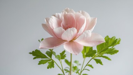 A close up of a pink flower with green leaves.