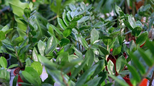 Vibrant green leaves of ZZ plants showcased in natural light, perfect for home gardening enthusiasts.