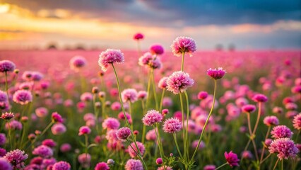 Fototapeta premium field of pink flowers