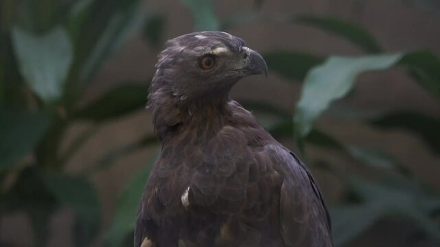 Oriental Honey Buzzard or Sikep-madu asia (Pernis ptilorhynchus) Poses Amid Lush Green Foliage