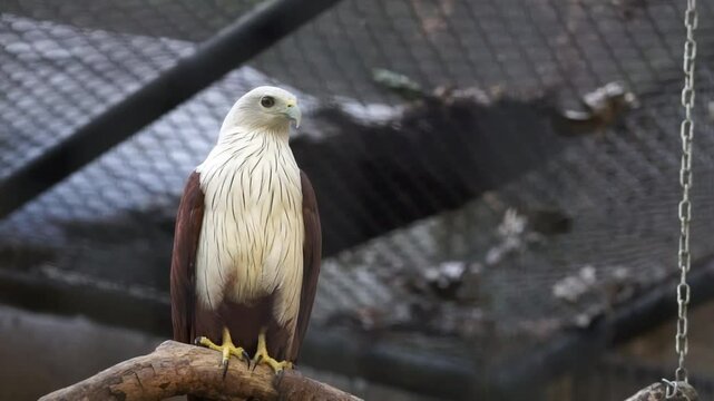 Majestic Bald Eagle (Haliastur indus) Perched Inside Aviary on Branch Displaying Its Plumage