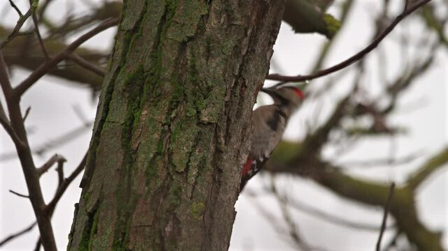 Syrian Woodpecker (Dendrocopos syriacus) Feeding on a Tree Trunk in the Forest