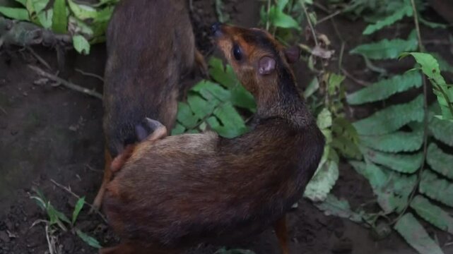Mother Mouse Deer is Breastfeeding Her Child in the Bushes