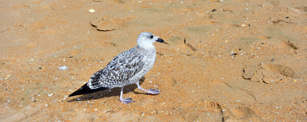 seagull on the beach in albufeira algarve portugal