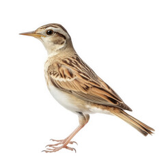 Fototapeta premium a side profile of a small bird. featuring a slender body with a mix of brown and white feathers its distinct markings and posture highlight its natural beauty. making it an ideal subject for ornitholo