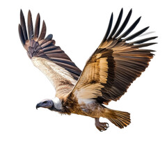 Obraz premium a vulture in mid-flight. showcasing its impressive wingspan and detailed feather patterns against a plain background this representation highlights the bird's majesty and adaptability in nature