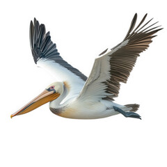 Fototapeta premium a pelican in mid-flight. showcasing its large wingspan and distinctive long beak the bird is rendered in a stylized manner. emphasizing its graceful movement against a plain background this representa