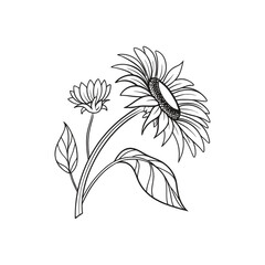 Sunflower Outline Hand Drawn Illustration
