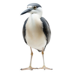 Obraz premium black-crowned night heron standing upright against a plain white background. showcasing its distinctive plumage with gray and white feathers. sharp beak. and long legs this depiction highlights the bi