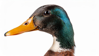 portrait of acurious duck closeup remoted on white historical past