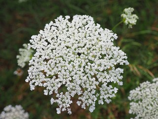 Flower of wild carrot (Daucus carota), also known as Queen Anne's lace