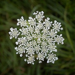 Flower of wild carrot (Daucus carota), also known as Queen Anne's lace