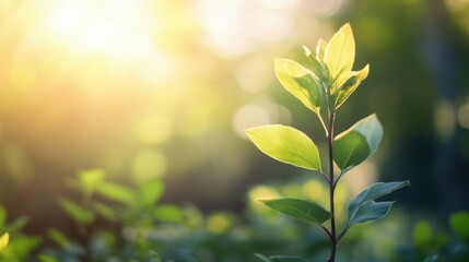 Obraz premium An image of a plant tree in tranquility in the sunlight. Source: rawpixel.