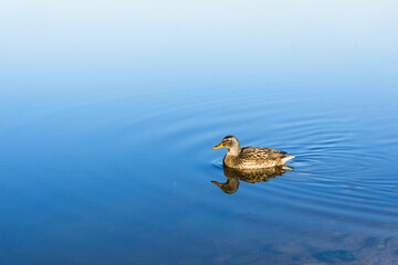 Wild duck swimming on calm blue water surface