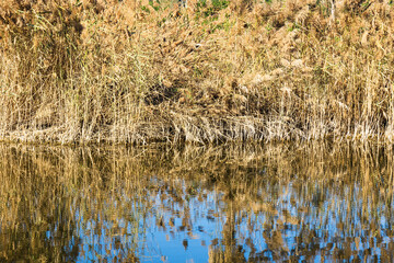 Obraz premium Dry reeds reflecting on the surface of a lake.