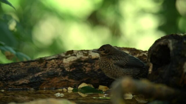 Common blackbird 4k 30p 1