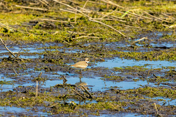 The semipalmated plover (Charadrius semipalmatus) is a small plover. A plover foraging on the shores of Lake Michigan in Wisconsin.