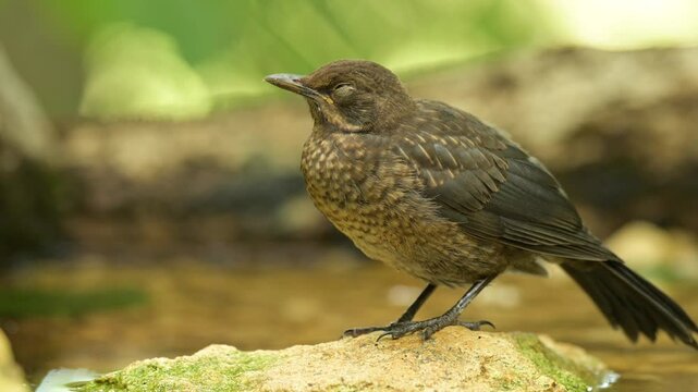 Common blackbird 4k 30p 4