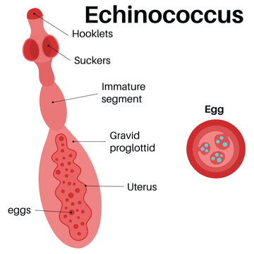 Echinococcus is a genus within Cestoda.