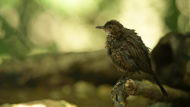 Common blackbird 4k 30p 5