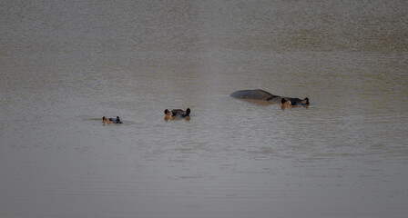 Afrikanische Tiere Flusspferde genannt Nilpferd - Hippo, im Krüger National Park - Kruger...