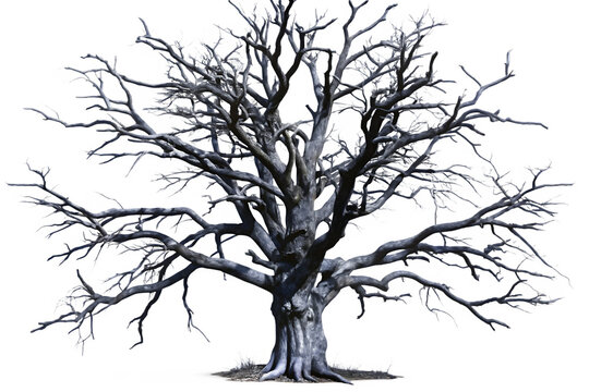leafless old spooky tree isolated on white background PNG.AI GENERATED - Powered by Adobe