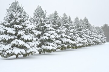 Fototapeta premium pine tress blanketed snow