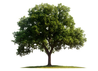 Obraz premium Tree isolated on transparent.