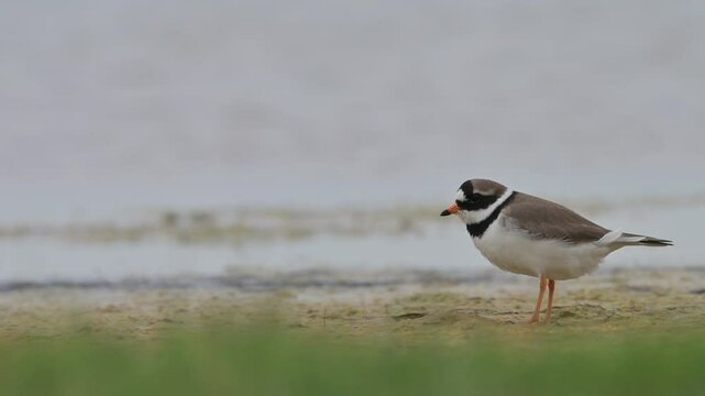 Common ringed plover 4k 1