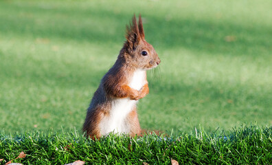squirrel in the park