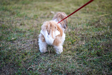 Back view of senior Shih Tzu dog takes a walk on a leash and wearing a diaper for urinary...