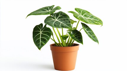 Obraz premium Houseplant in terracotta pot, indoor shot. Possible use Stock photo