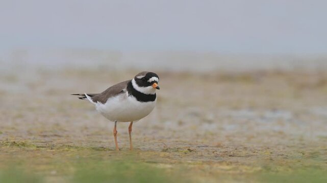 Common ringed plover 4k 3