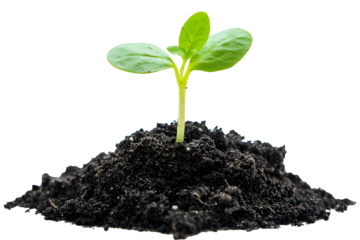 Young plant growing from soil isolated on transparent.