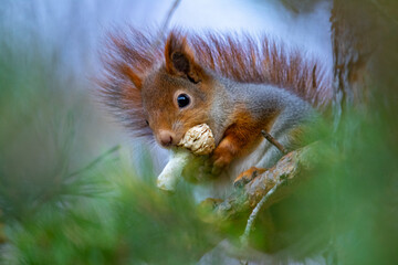 Squirrel in the forest, eats mushrooms. © Andre