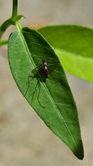 Blood-Engorged Mosquito on a Green Leaf Close-up