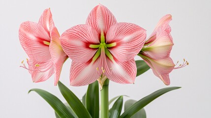 Fototapeta premium of a pink amaryllis flower, highlighting the bold color and elegant form. | Amaryllis 