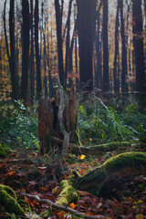 forest in autumn