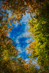 autumn in the forest