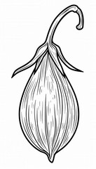 Hand-drawn cardamom pod in vintage style. Perfect for spice labels, packaging, or culinary illustrations. Adds an authentic touch.