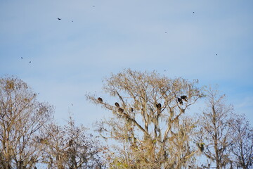 a lot of vulture is flying in the sky