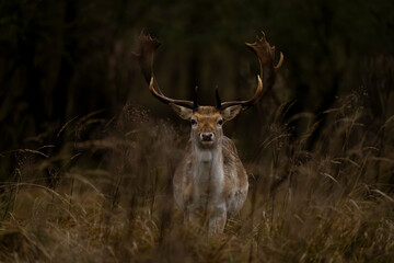 Fallow deer in the thicket of the Amsterdamse Waterleidingduinen