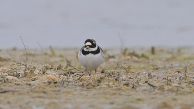 Common ringed plover 4k 60p 1