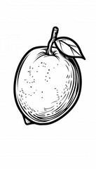 Hand-drawn lime illustration. Ideal for food packaging, menus, or recipe books. Adds a fresh, natural touch to designs.